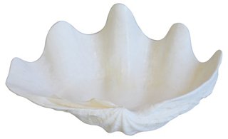 Nautical Saltwater Clamshell Specimen