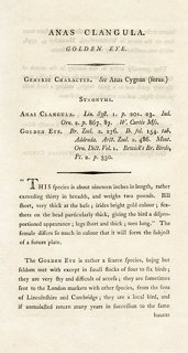Prints With A Past Golden Eye Duck Engraving 1821 One